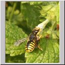 Anthidium manicatum - Grosse Wollbiene w04 10mm auf Melissa officinalis-Zitronenmelisse.jpg